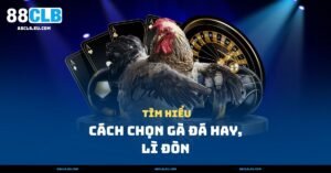 Cách Chọn Gà Đá Hay, Lì Đòn – Mẹo Của Sư Kê Chuyên Nghiệp