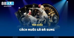 Cách Nuôi Gà Đá Sung – Bí Quyết Từ Kinh Nghiệm Thực Tế