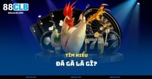 Đá Gà Là Gì? Nguồn Gốc Và Luật Chơi Quan Trọng